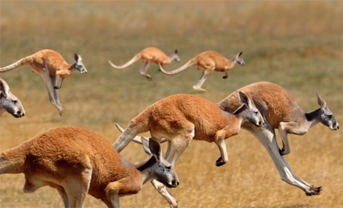 澳大利亚百万骆驼泛滥成灾,澳洲野兔泛滥成灾上演人兔大战