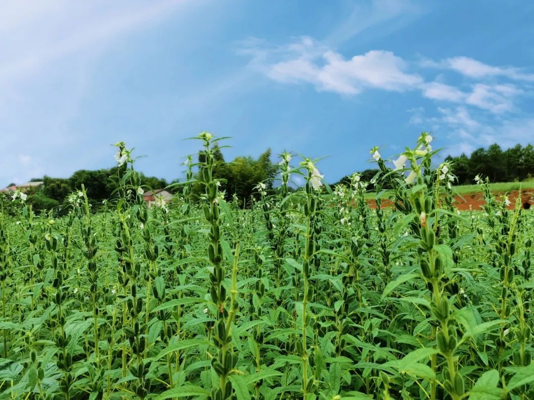 长康芝麻油有什么特征,长康芝麻油介绍