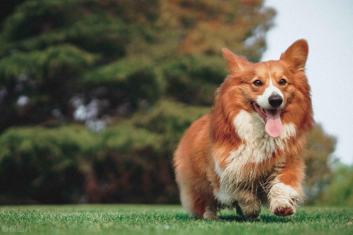 狗狗这几种行为把你当亲妈,狗狗把你当妈的表现