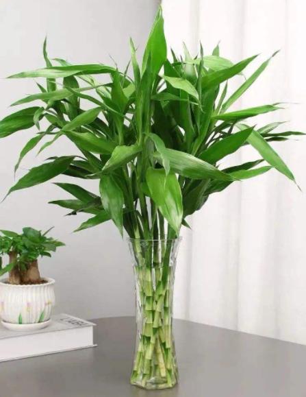 10种不怕晒的盆栽植物介绍一下,怕晒的十种花