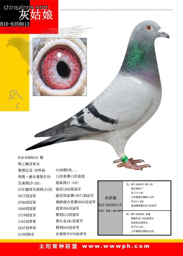 善良比利时莫里斯,比利时速度狂魔