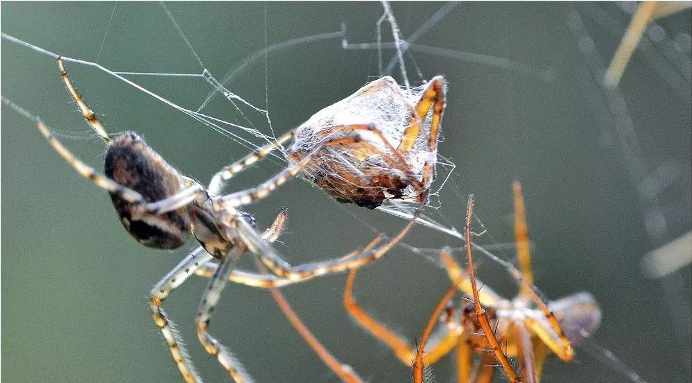 公螳螂被母螳螂吃掉什么感觉,公螳螂和母螳螂繁殖后被吃掉