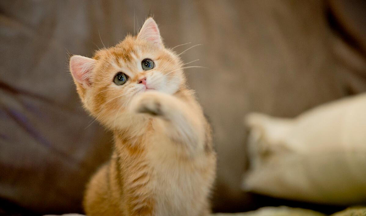 猫咪正常体重对照年龄阶段,猫咪年龄怎么看图解