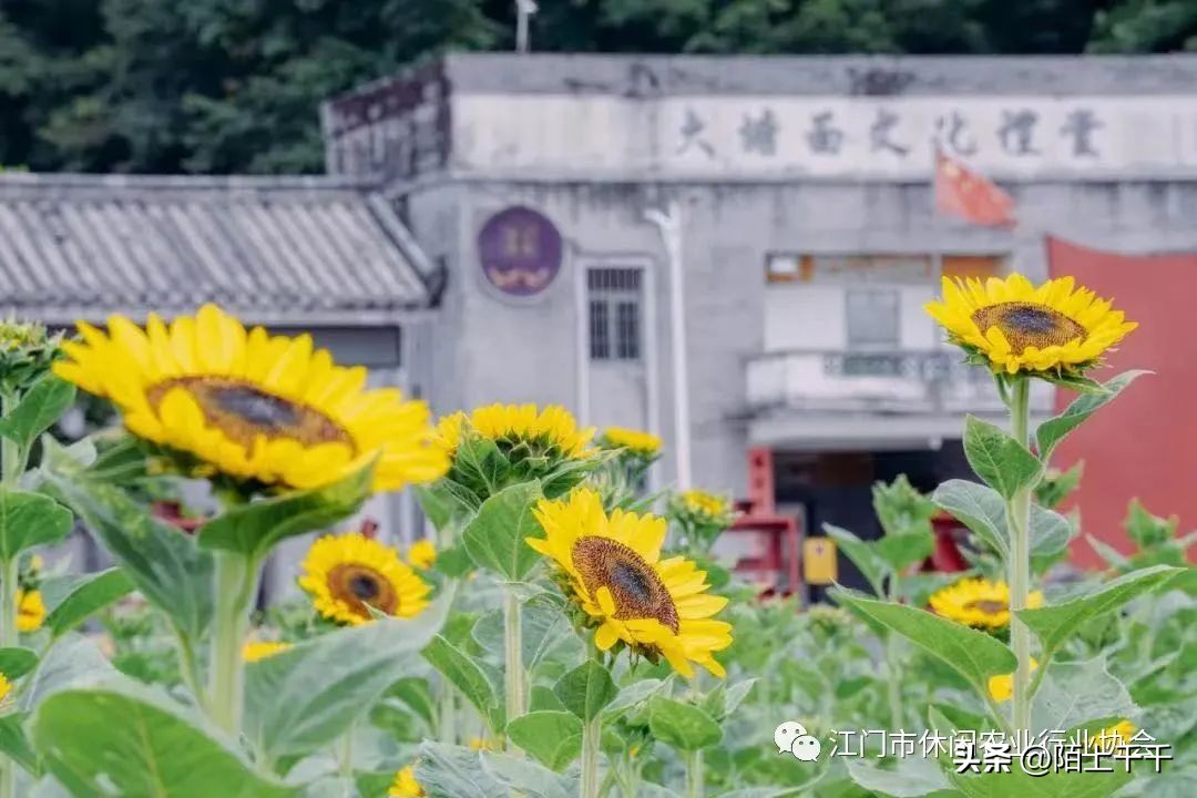 秋分将至，来游江门乡村休闲精品线路啦！美景美食不能少