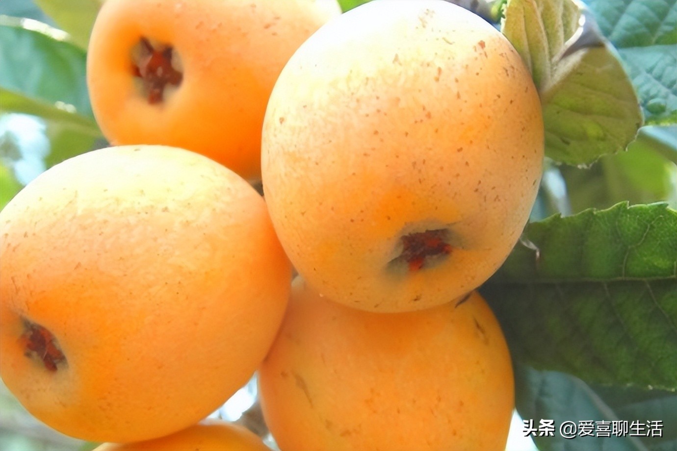 5月必吃的6种应季水果,11月份值得吃的10种时令水果