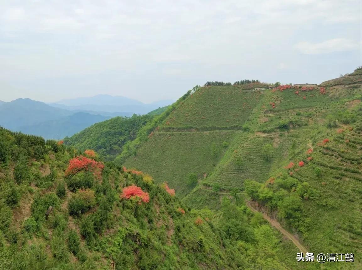 映山红扦插繁殖方法,映山红的扦插繁殖方法