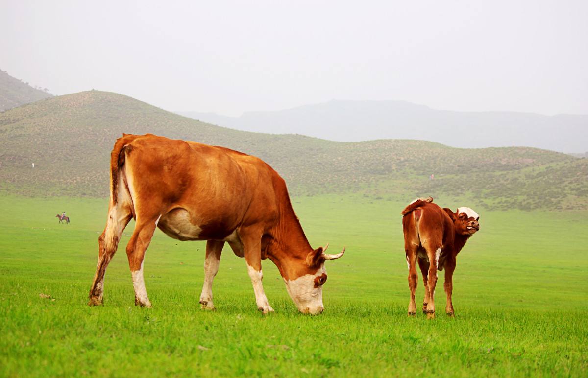 牛拉白色干粪球最快解决方法,牛拉干粪球怎么回事