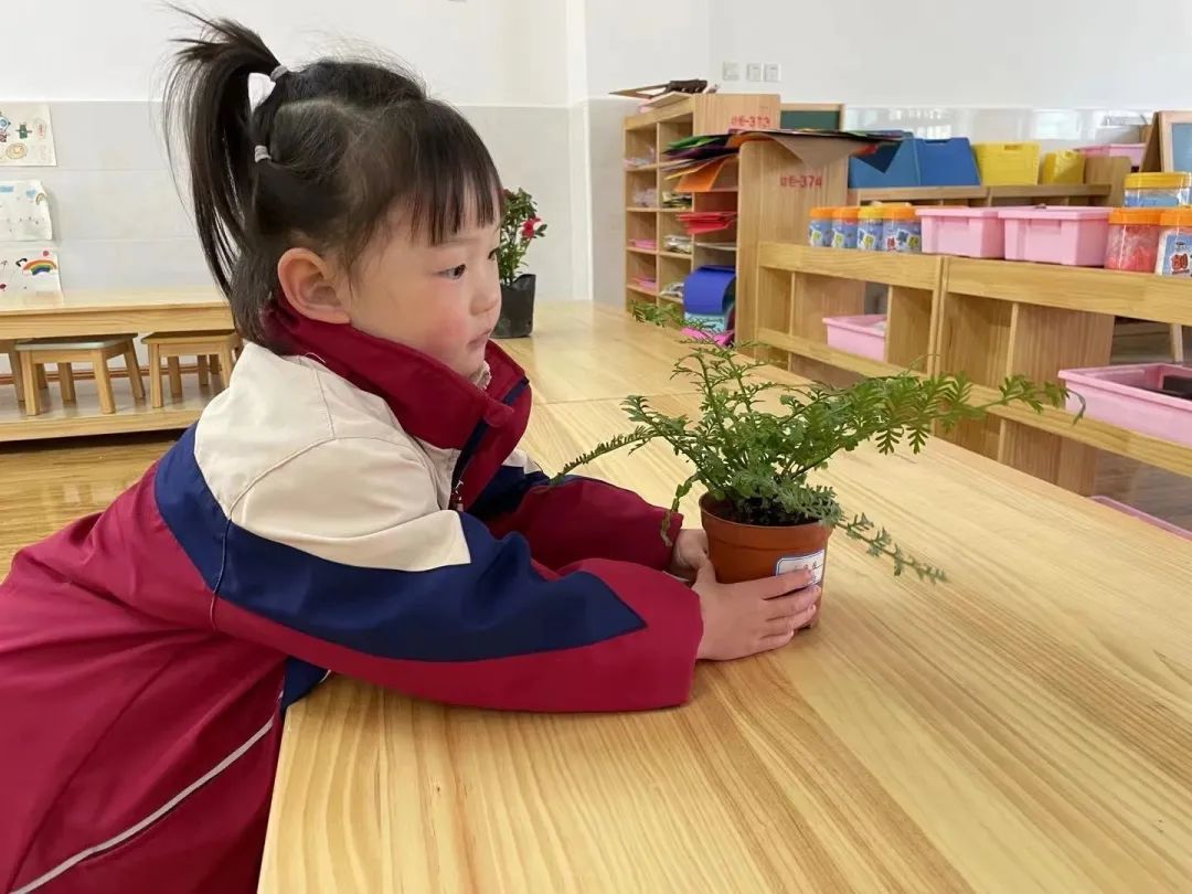 洪雅县第四幼儿园叫什么名字,洪雅第四幼儿园在哪里