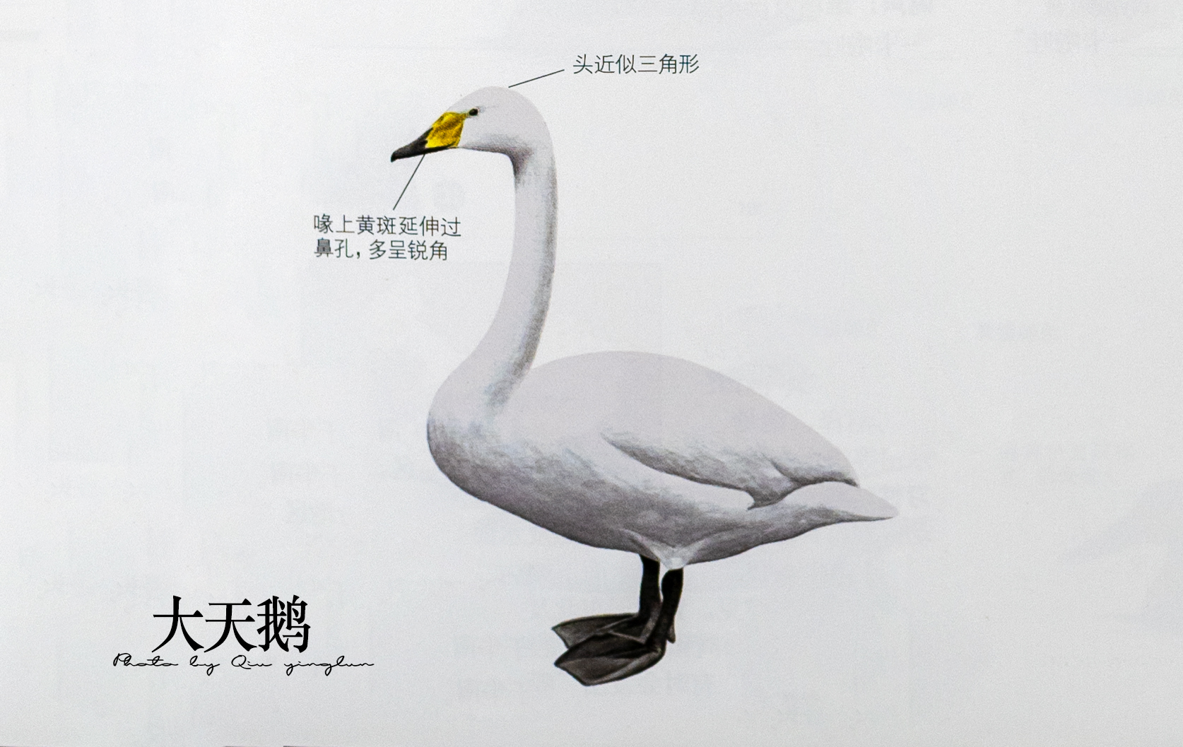 涓滄睙鎻借儨,涓滄睙鎻借儨楦熺被