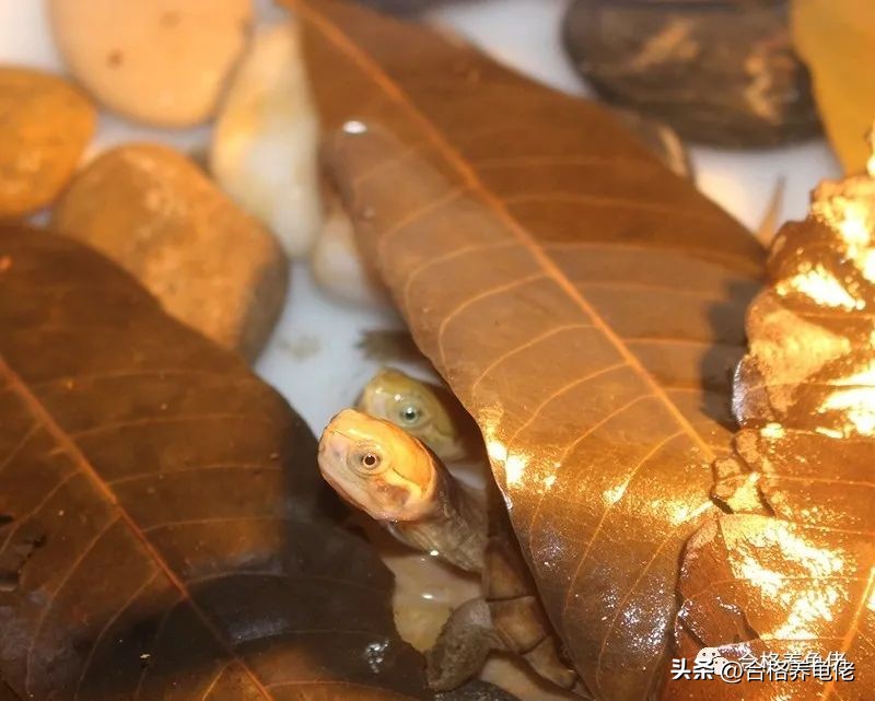 新手养超级小的龟需要注意的事项,龟的饲养方法及注意事项