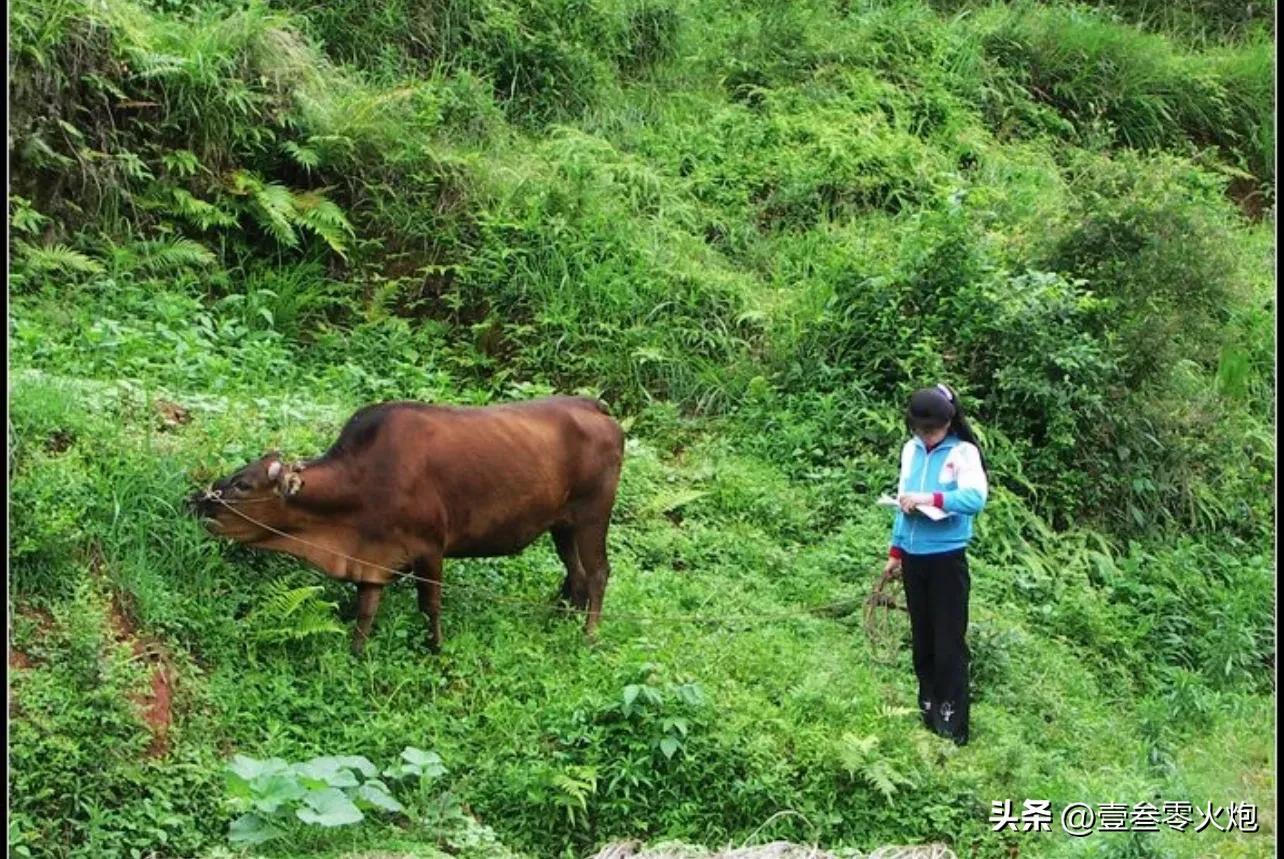 放牛时的那些事，你干过吗