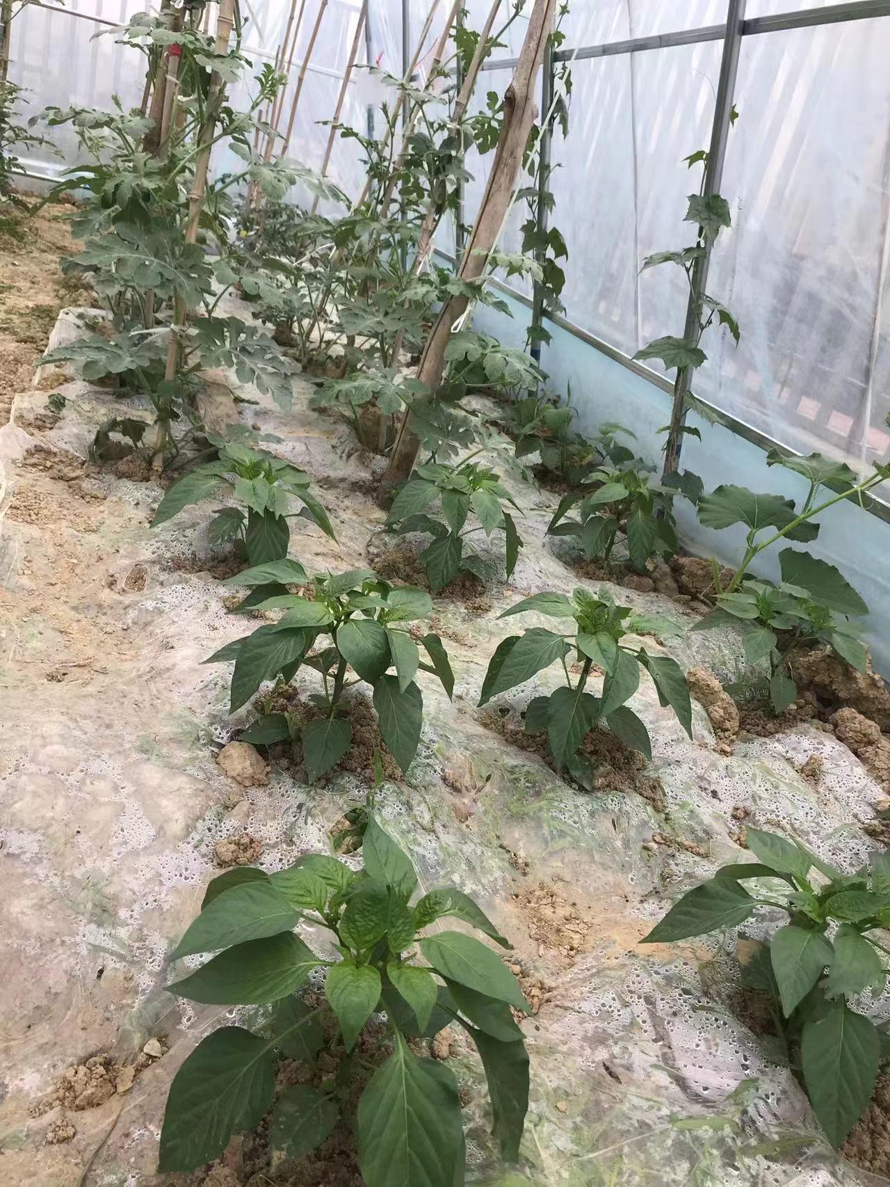 名校是怎么成为名校的,名校是怎样形成的