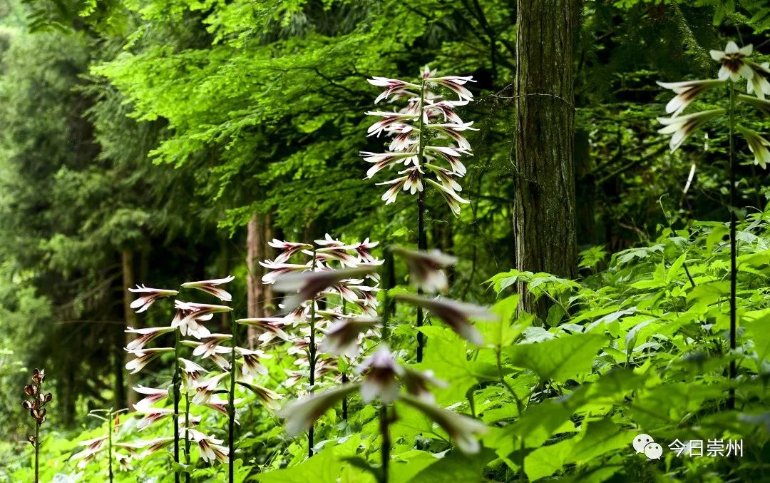 崇州山里的野百合图片,成都大邑野百合花海美景图
