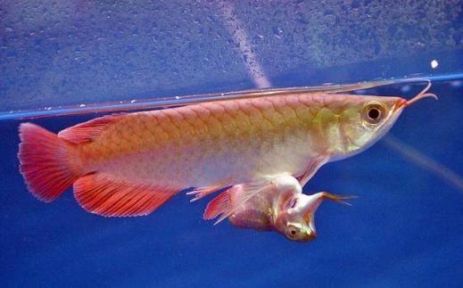 渔民钓到5斤多大黄鱼,广西一男子钓获野生金龙鱼