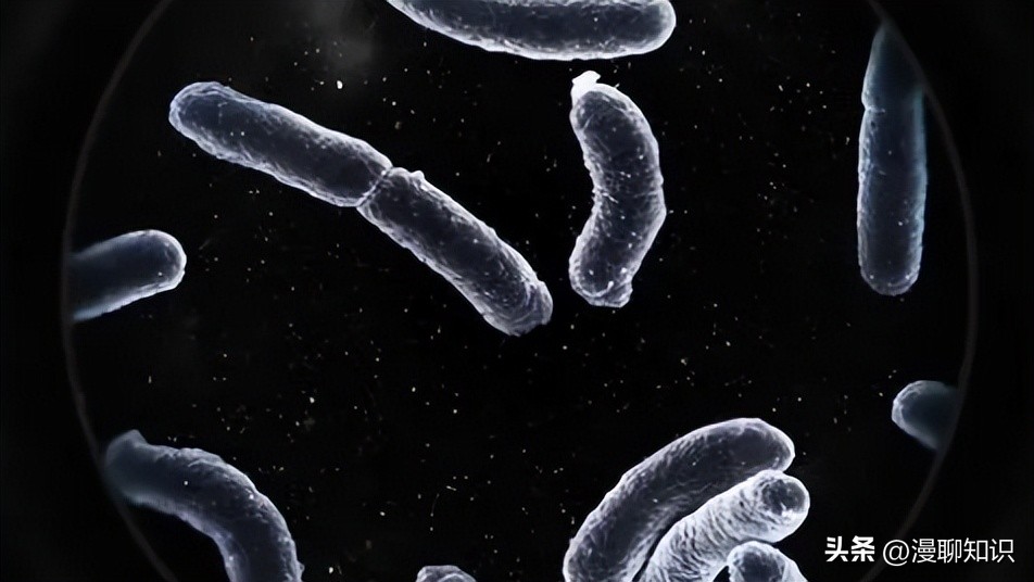 马传染性子宫炎传染性较强，它的传播途径有哪些