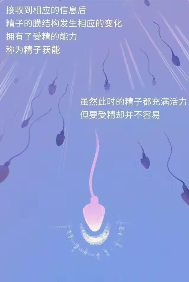 精子在人体24小时经历了什么,精子在人体24个小时都经历了什么