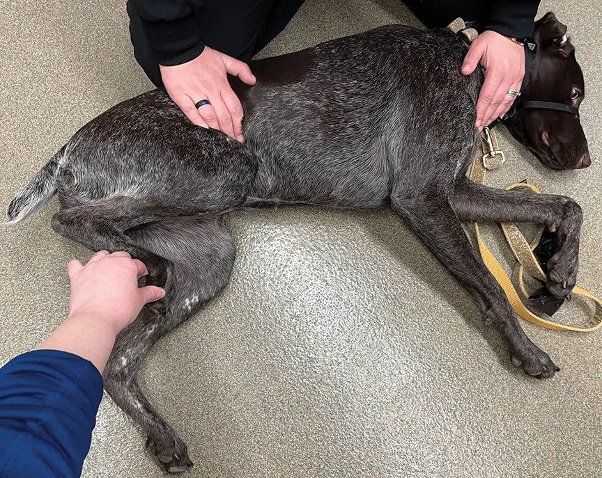 犬猫神经学检查视频,犬猫神经学检查是什么