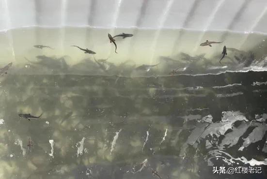 鲟科鱼类联合增殖放流,鲟鳇鱼苗放流