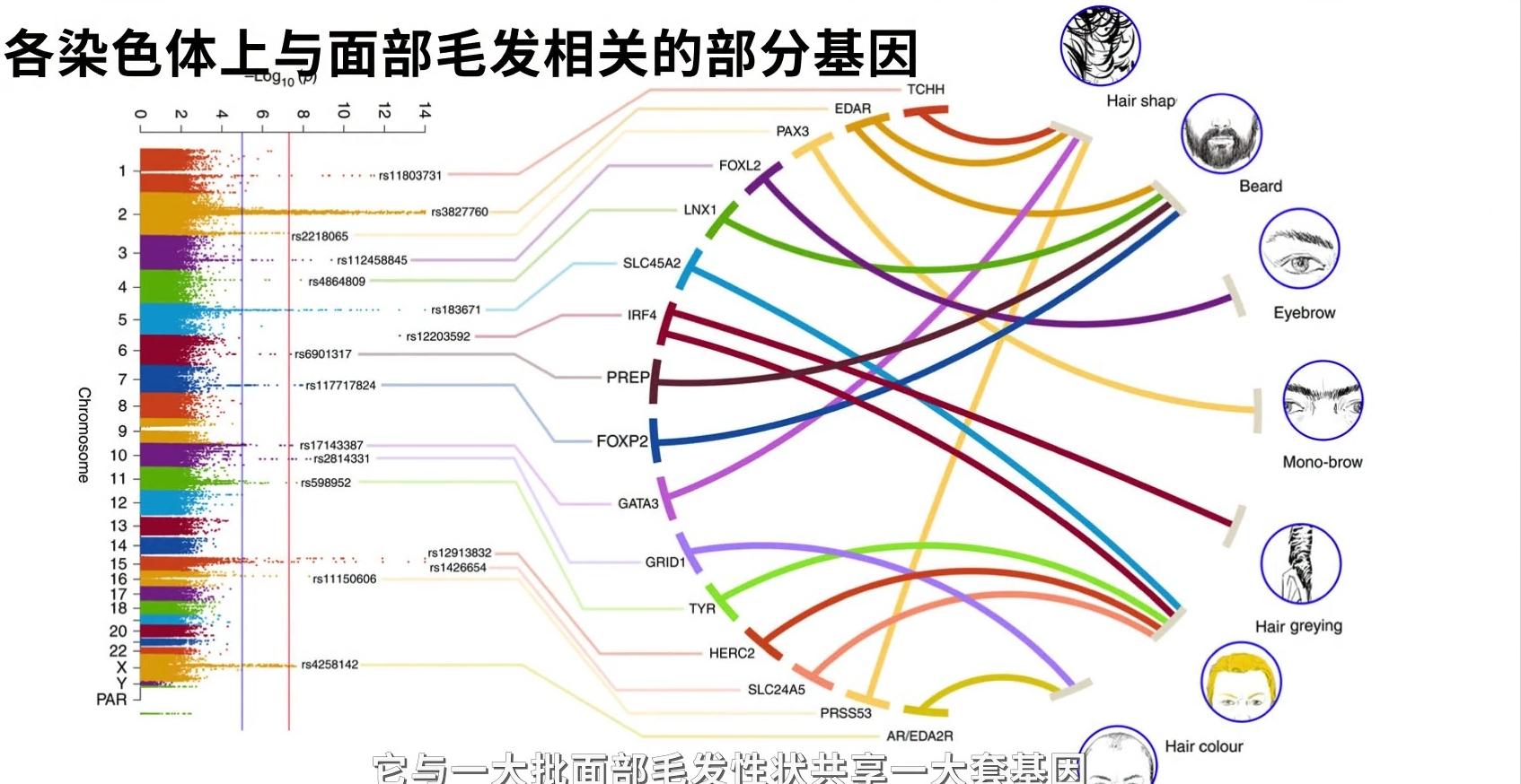 裸体的猿！人类褪去毛发为何没冻死？只留下*处私**头顶毛发有啥用？