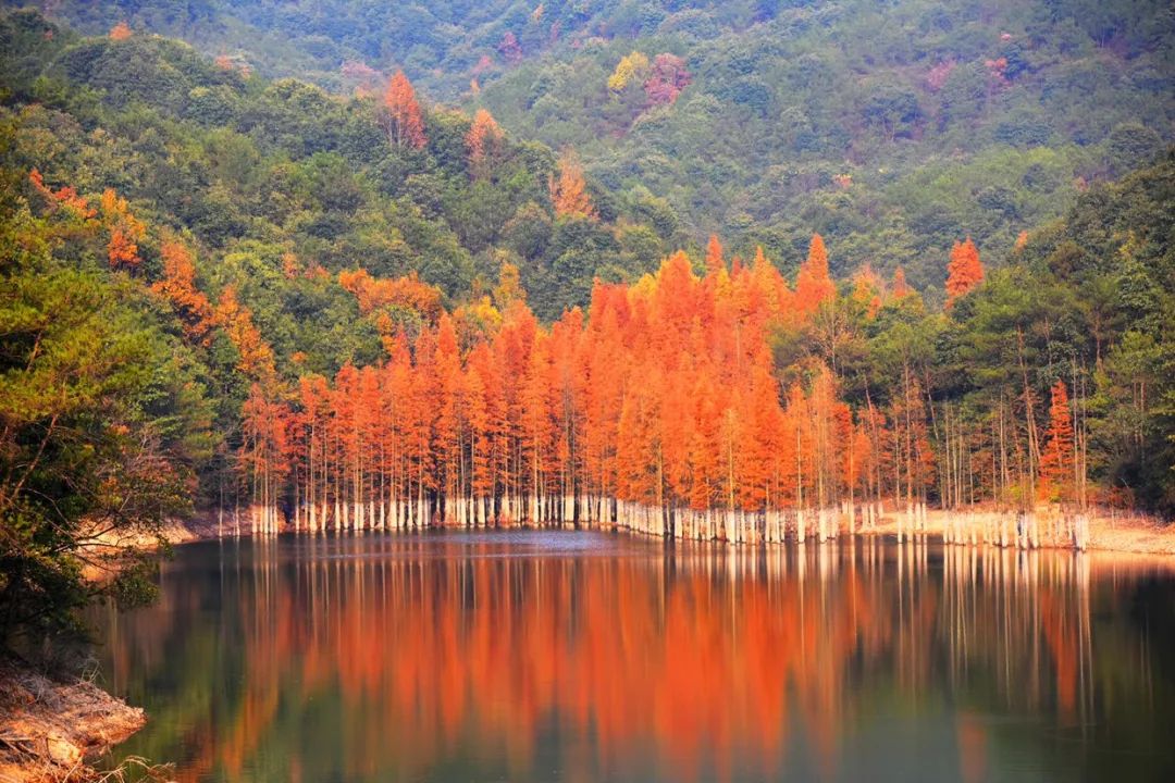 这个小县城藏了无数神仙美食,温州这座被低估的美食之城