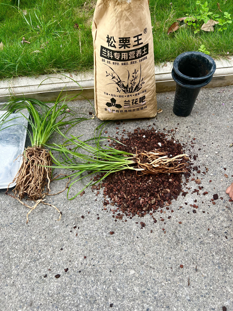 兰花菌根的形成和生理功能对于兰花的生长发育至关重要