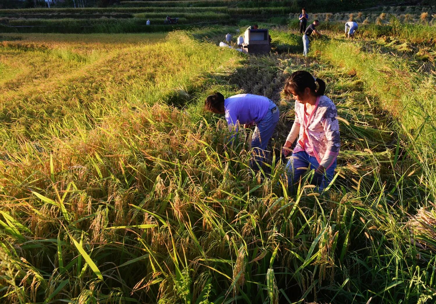 稻菽飘香各地丰收忙,稻菽飘香图片