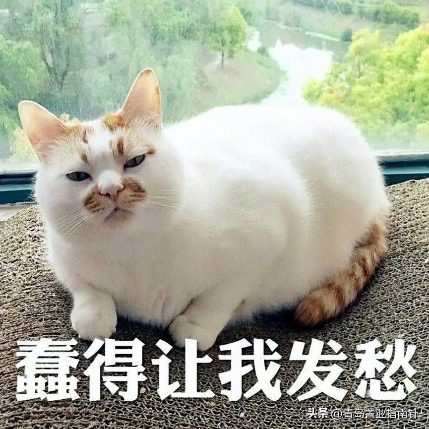 “来青岛请选黄岛”。老青岛不爱听，为何却是百万年轻人的选择？