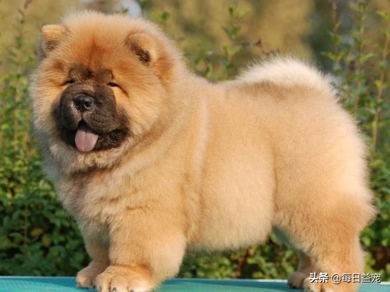 松狮边牧的优点和缺点,松狮的优点和缺点