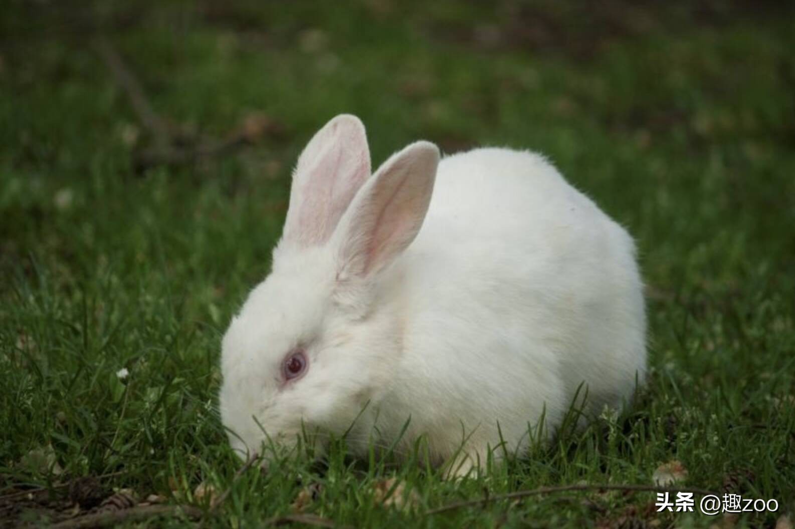 家庭宠物哪个好养活,好玩又好养活的宠物