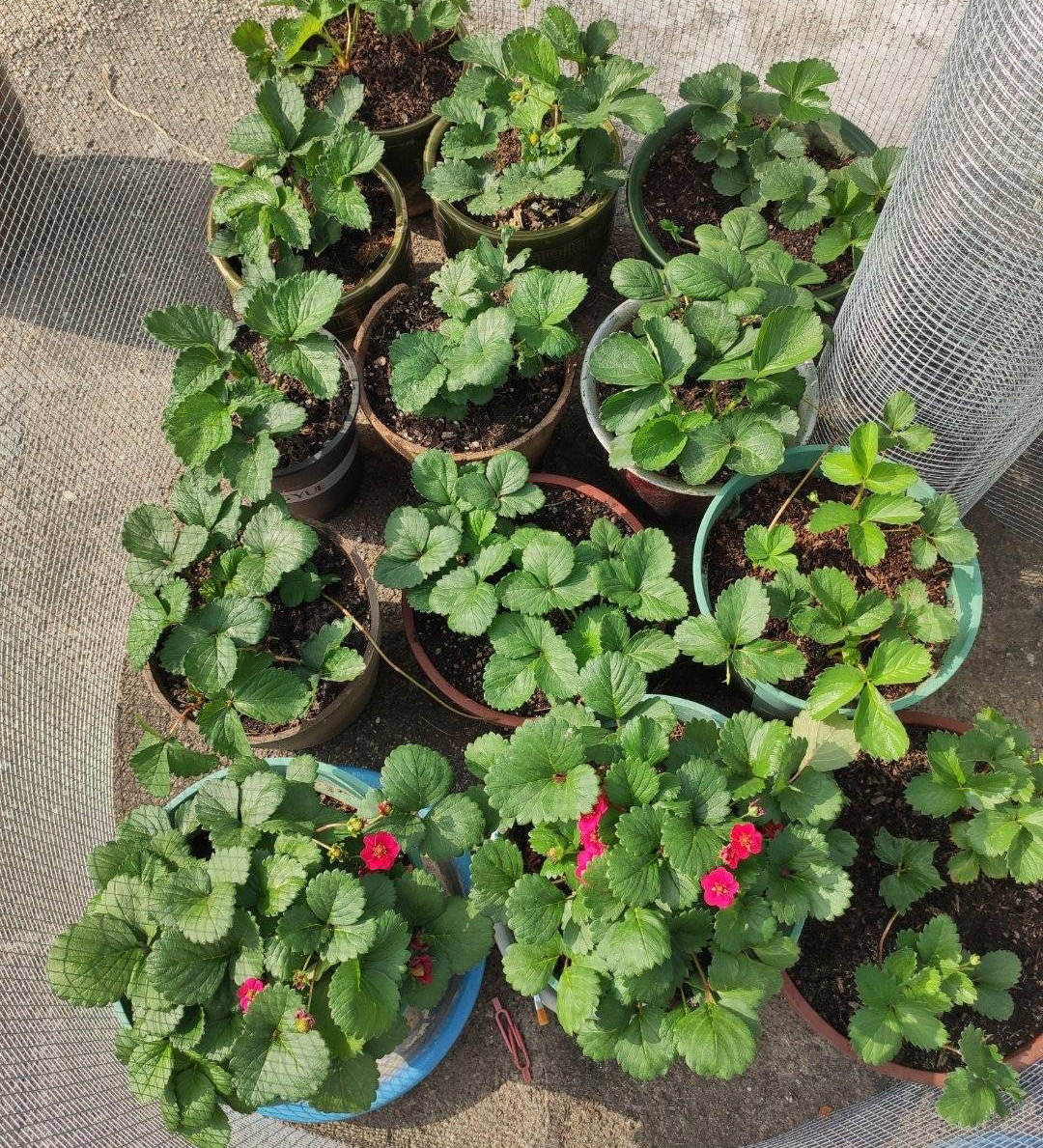 阳台草莓种植方法全过程 (阳台种植盆栽草莓如何人工授粉)