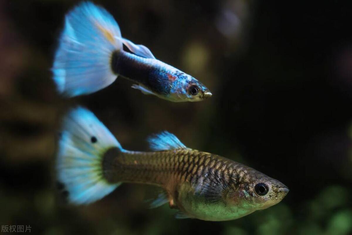 孔雀鱼烂尾怎么治效果好,孔雀鱼烂尾怎么快速解决