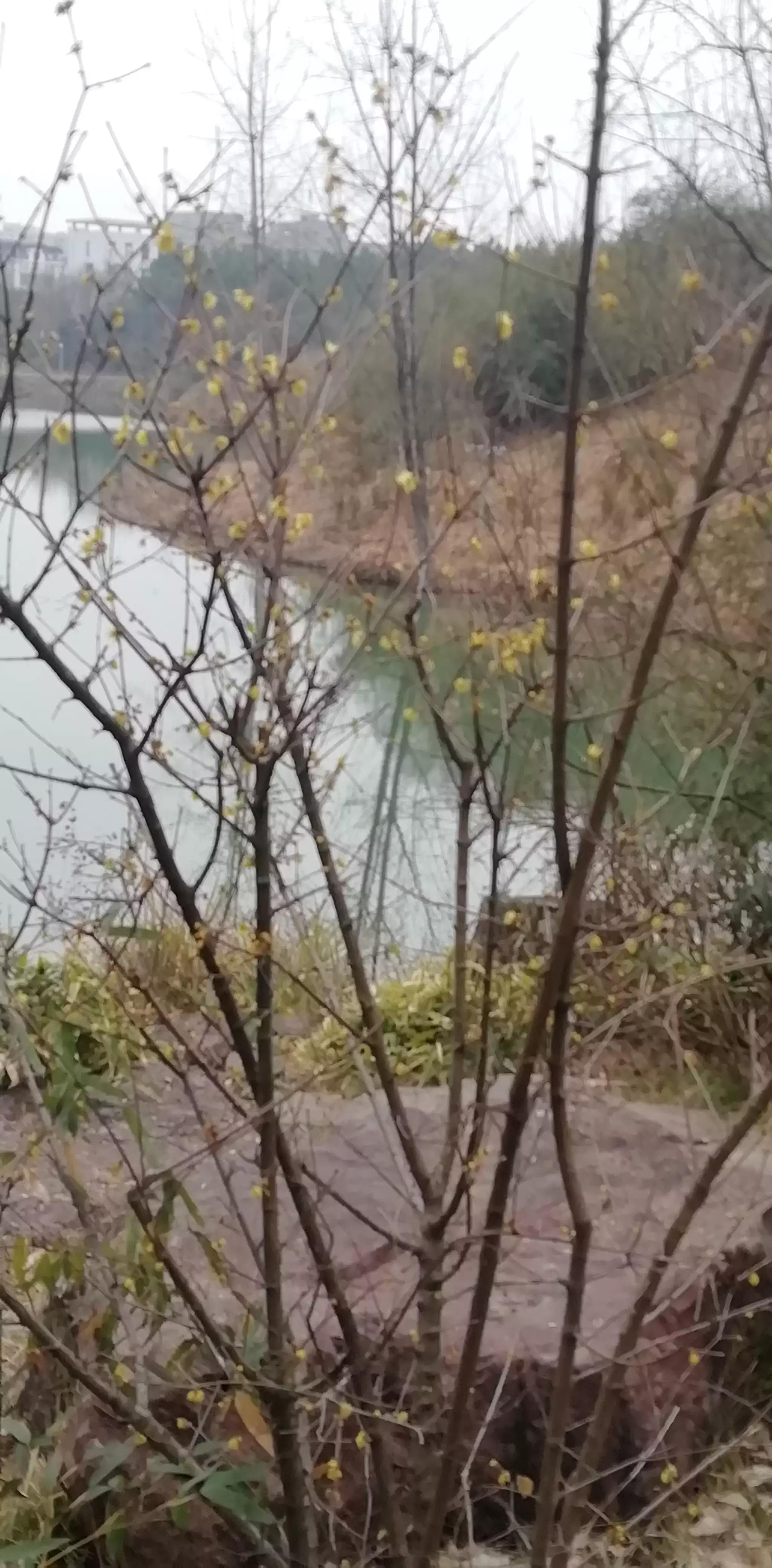 请投友们评论拍摄的怎么样？