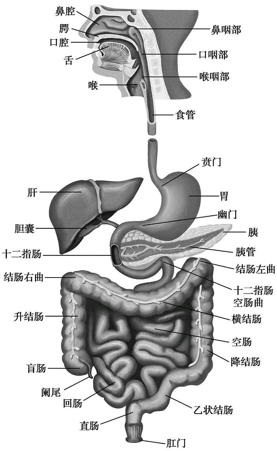 构成人体的系统包括,人体消化系统有哪些结构