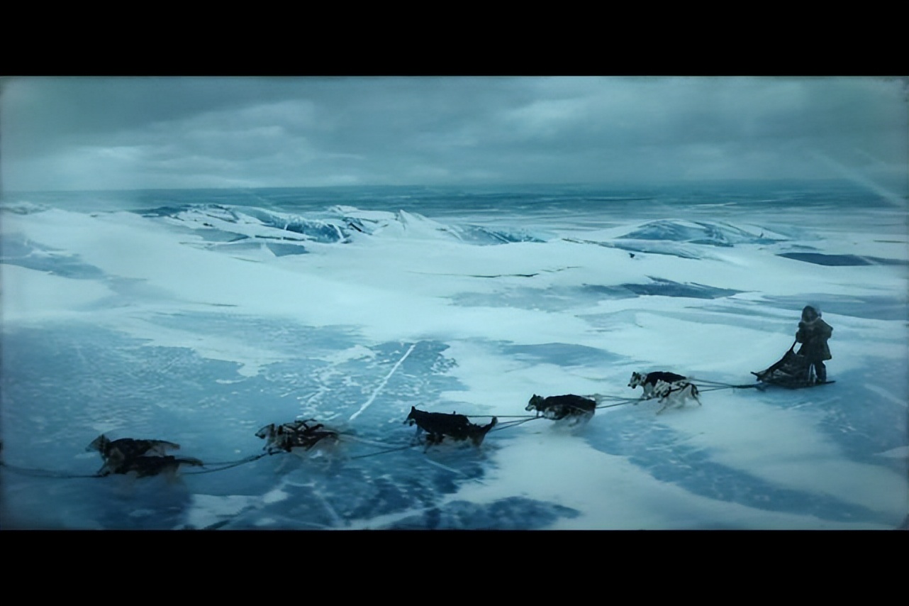 哈士奇是最晚被驯化的狗,哈士奇被误认为咬人的狗