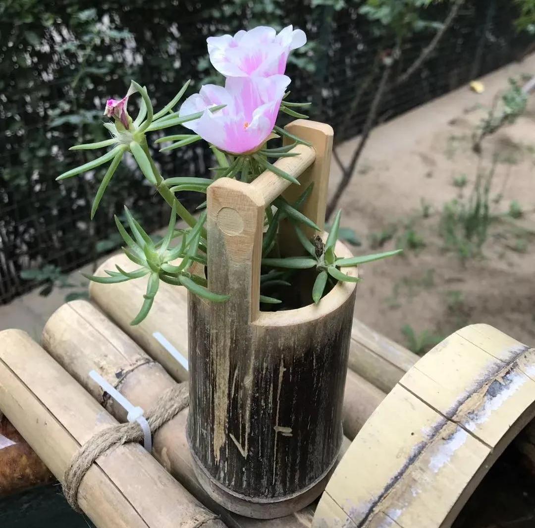 适合新手家养的花卉,适合懒人和养花新人练手的绿植