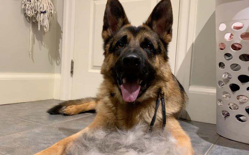 为什么德牧不适合家养,为什么德牧犬不看家护院