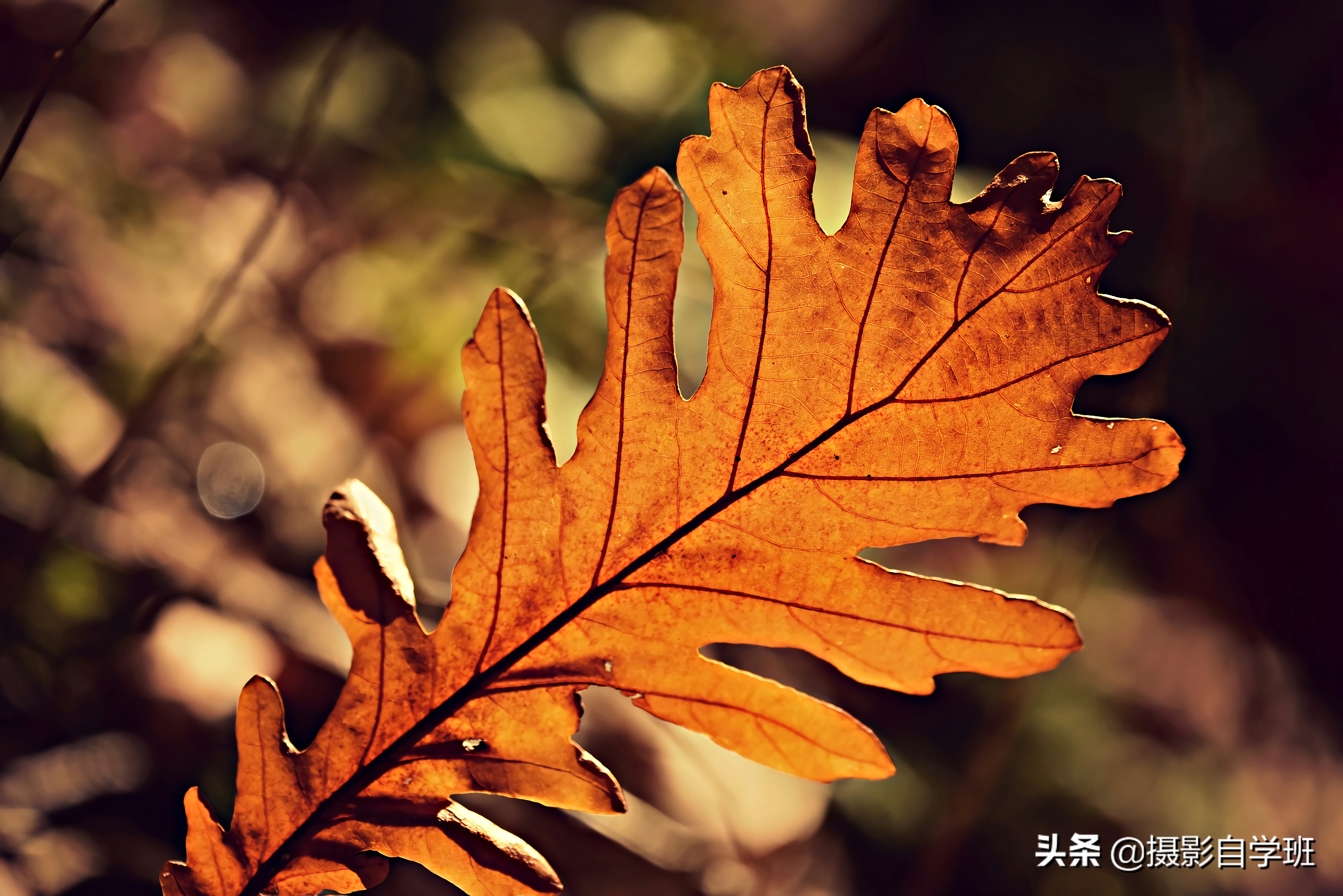 叶子怎么拍人出高级感,叶子怎么拍高级