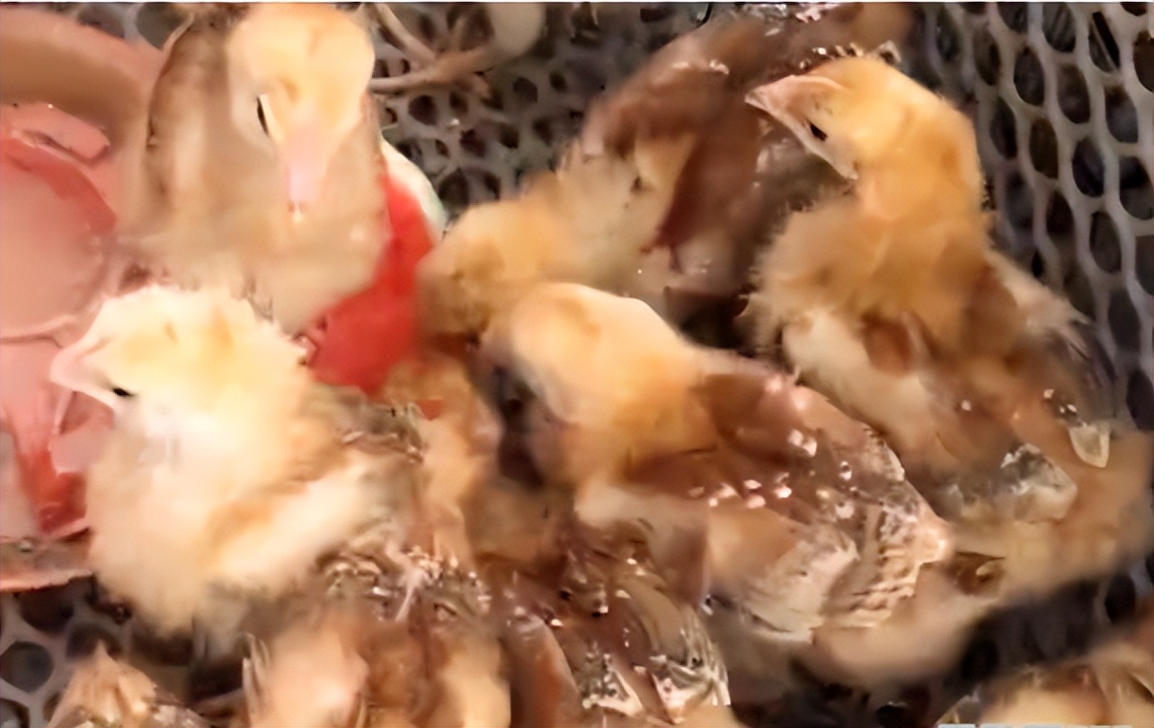 雏鸡拉水怎么办,雏鸡拉出来的是水便怎么治