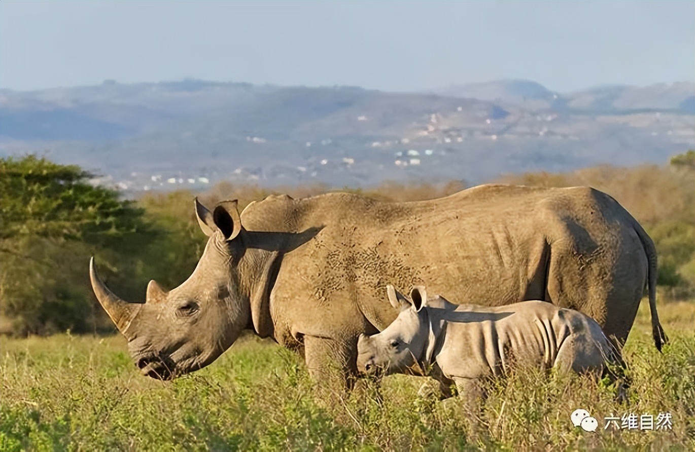 犀牛冲撞车事件,犀牛撞大货车