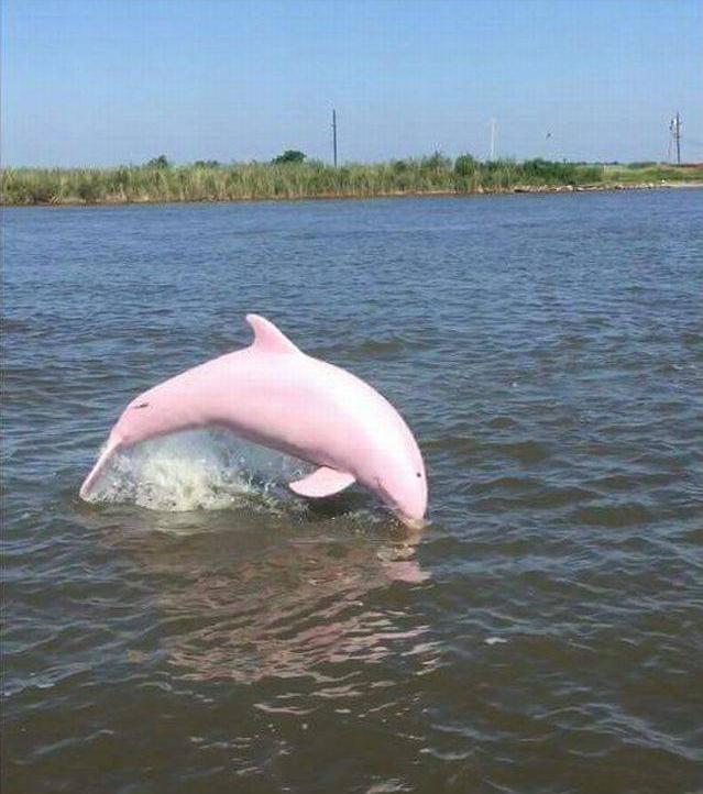 104个真实有趣照片，火箭穿过云层，神奇的手指，野猪的美好生活