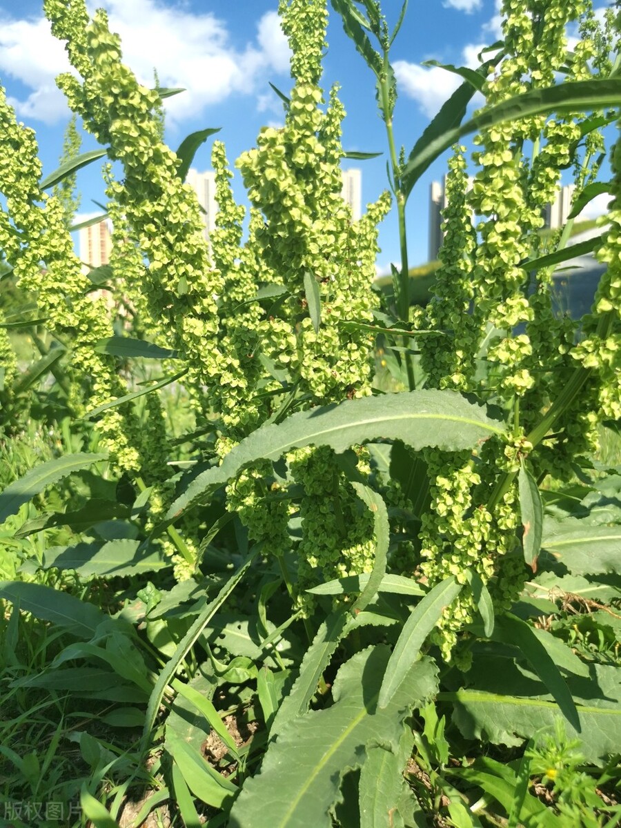 大黄与土大黄的区别图片,金不换土大黄多少钱一斤