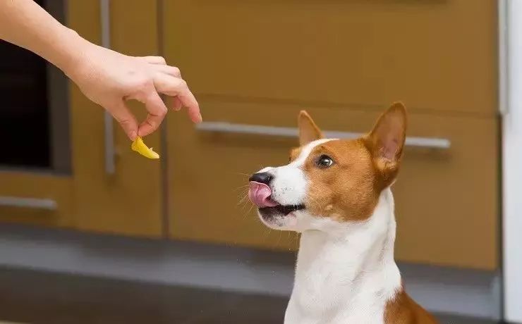 狗狗狂犬病症状是哪些表现,狗狗狂犬病症状发作过程