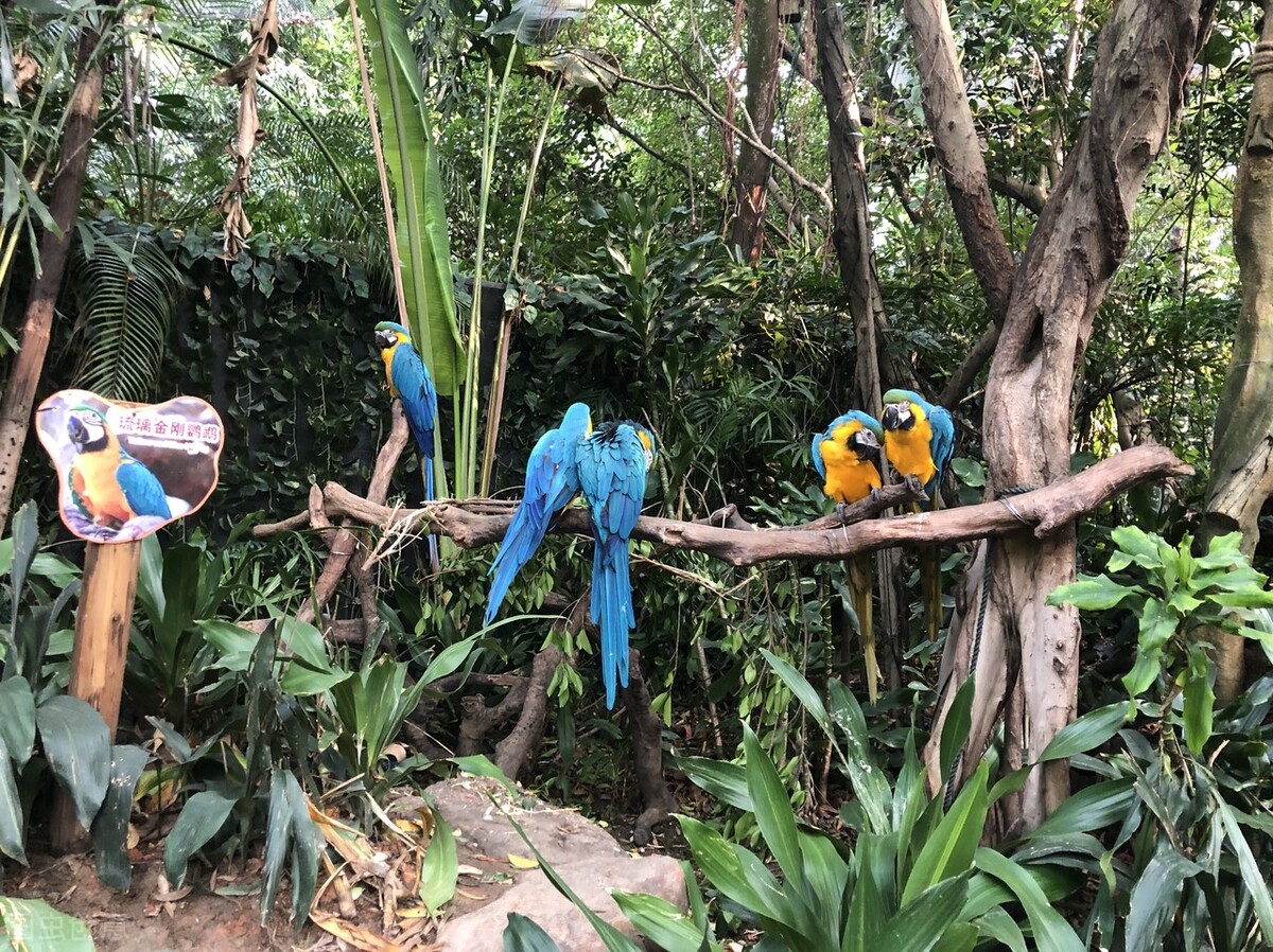 长隆欢乐世界万圣节攻略时间表,长隆欢乐世界和动物园是通票吗