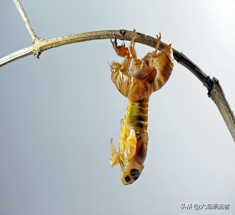 童年的记忆抓知了,体验儿时抓知了