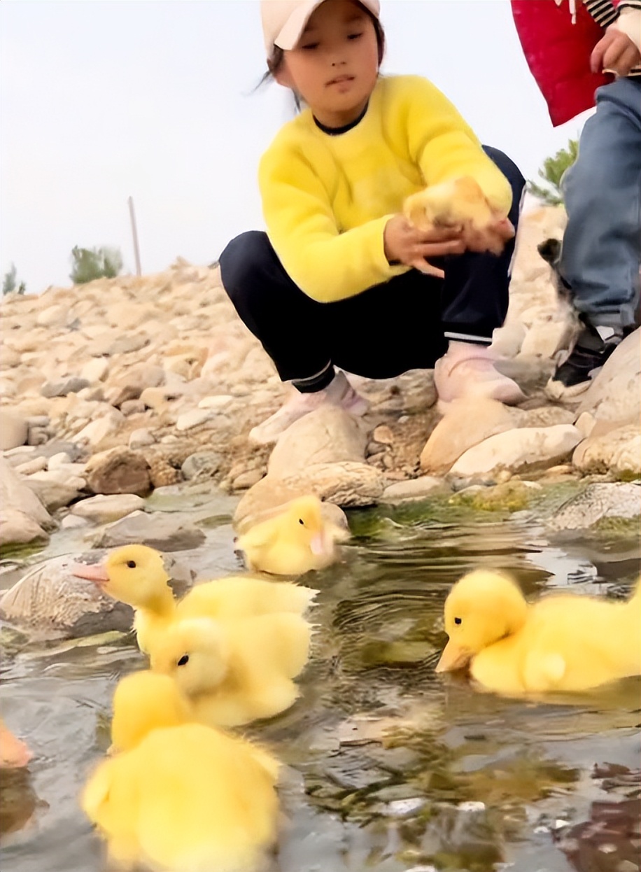 “狗界巅峰”：“把鸭当妈”骑鸭背上，全网最萌小狗吸粉550万