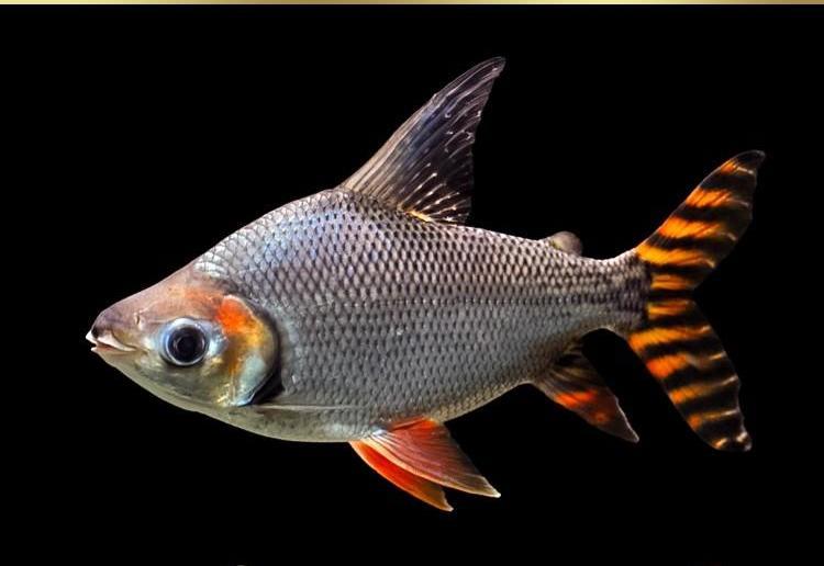 龙鱼缸混养哪些底层鱼好看,龙鱼缸配什么观赏鱼好