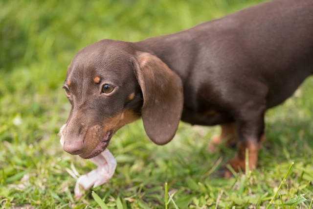 养殖100条母狗能赚多少钱,养殖土狗100只母狗一年能赚多少钱
