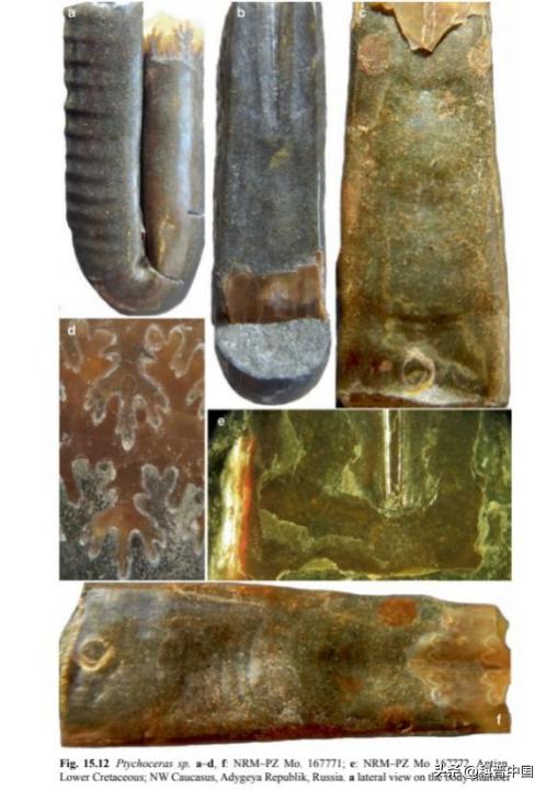 壳包肉包壳包肉……它是远古鱿鱼*亲近**，最后长成“五花肉”