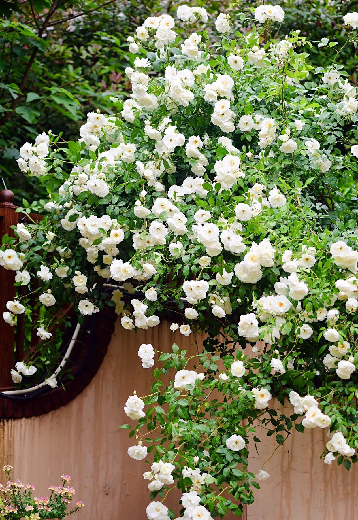 白花月季汇粹：白雪公主、藤冰山、婚礼之路、波莱罗、加百列