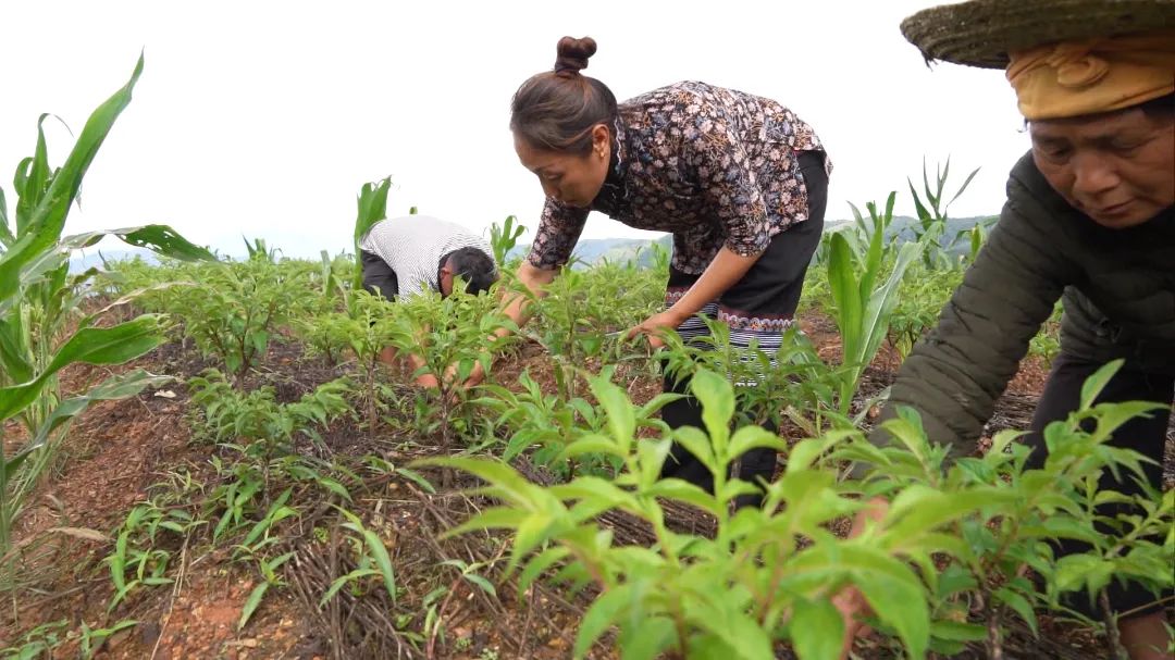 「强国复兴有我」看绿春最强创业搭档，将“小魔芋”变身“金疙瘩”
